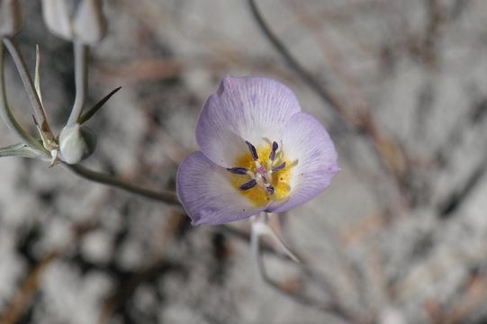 Image of plain mariposa lily