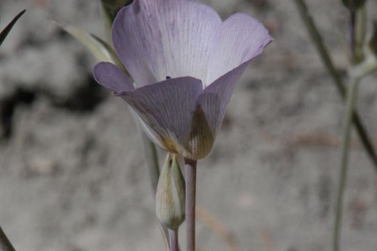 Imagem de Calochortus invenustus Greene