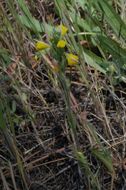 Image of cutleaf Indian paintbrush