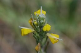 Image of cutleaf Indian paintbrush