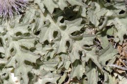 Image of meadow thistle