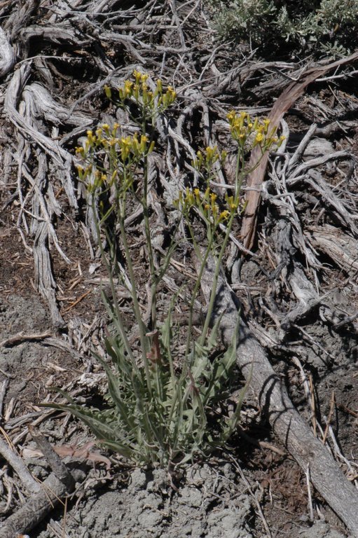 Crepis acuminata Nutt. resmi