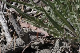 Crepis acuminata Nutt. resmi