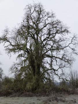 Imagem de Quercus lobata Née