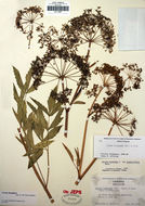 Image of western water hemlock