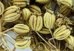 Image of western water hemlock