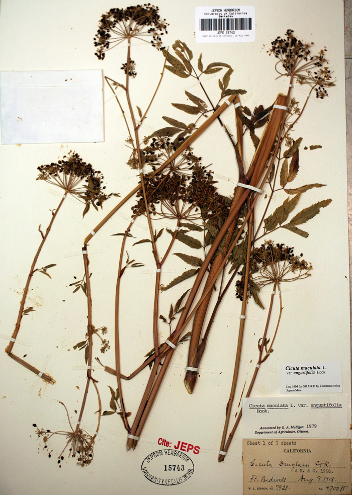 Imagem de Cicuta maculata var. angustifolia Hook.