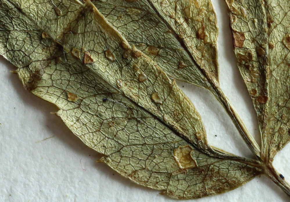 Imagem de Cicuta maculata var. angustifolia Hook.