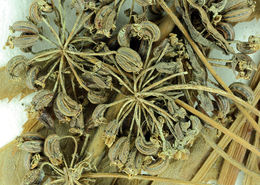 Imagem de Cicuta maculata var. bolanderi (S. Wats.) G. A. Mulligan