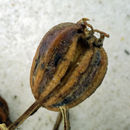 Imagem de Cicuta maculata var. bolanderi (S. Wats.) G. A. Mulligan