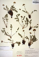 Image of <i>Cymopterus aboriginum</i>