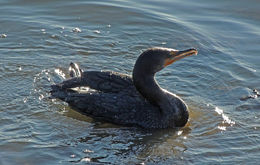 Plancia ëd Phalacrocorax auritus (Lesson & R 1831)