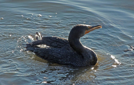 Plancia ëd Phalacrocorax auritus (Lesson & R 1831)