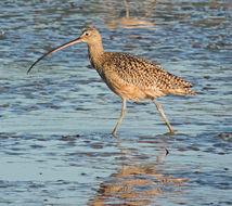 Image of Long-billed Curlew