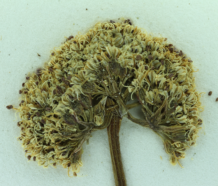 Image of <i>Cymopterus aboriginum</i>