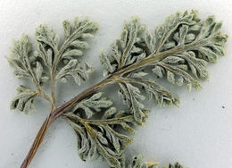 Image of <i>Cymopterus cinerarius</i>