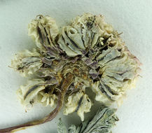 Image of <i>Cymopterus cinerarius</i>