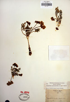 Imagem de <i>Cymopterus multinervatus</i>