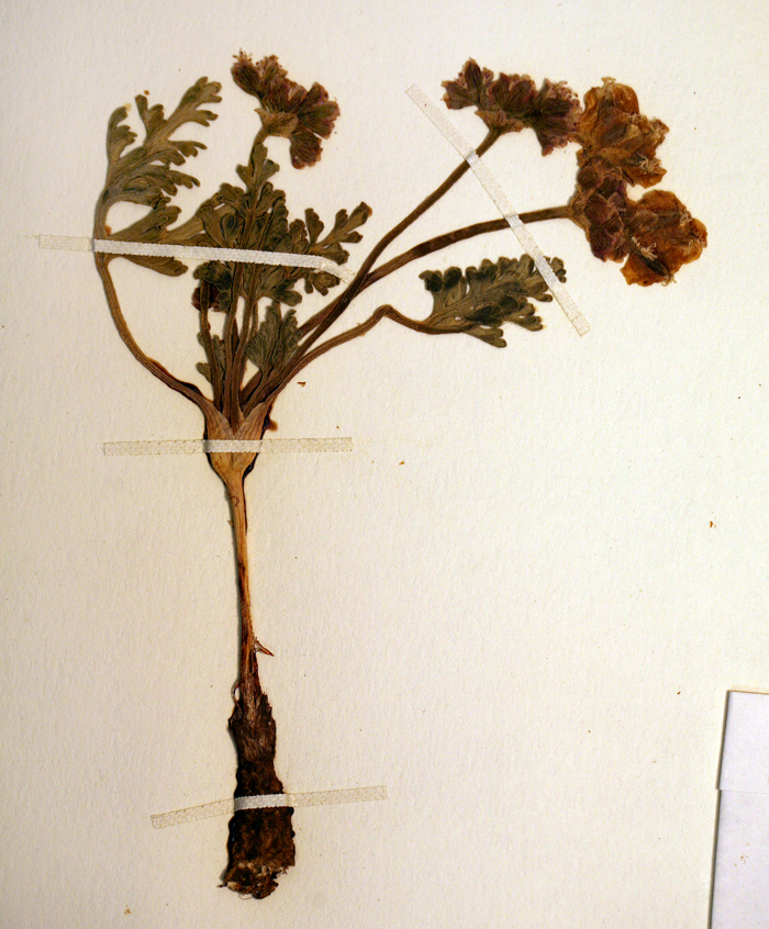 Imagem de <i>Cymopterus multinervatus</i>