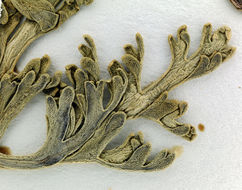 Image of <i>Cymopterus multinervatus</i>