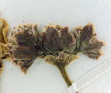 Image of <i>Cymopterus multinervatus</i>