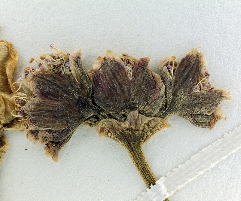 Image de <i>Cymopterus multinervatus</i>