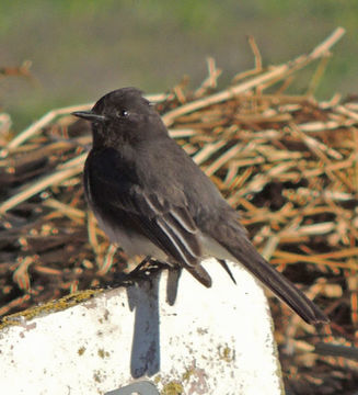 Imagem de Sayornis nigricans (Swainson 1827)