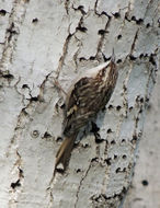 Image of American Tree-Creeper