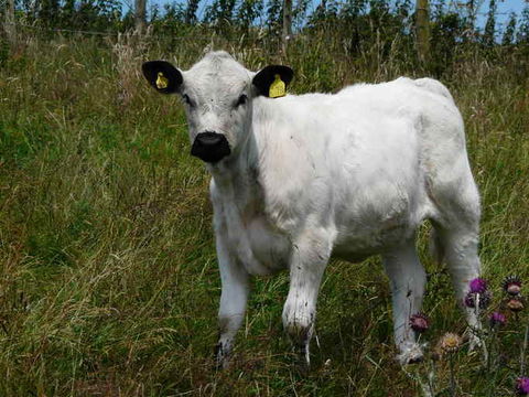 Image of Cow