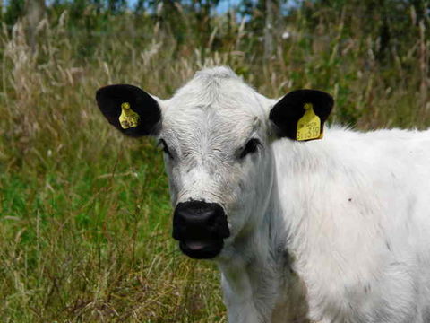 Image of Cow