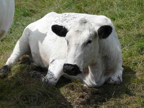 Image of Cow