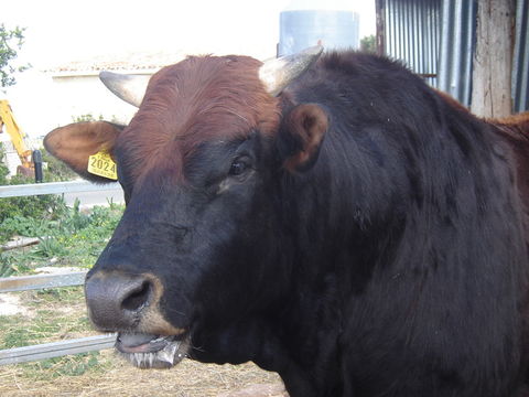 Image of Cow