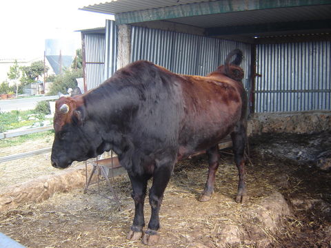 Image of Cow