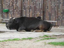 Image of Cow