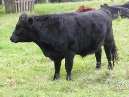 Image of Cow