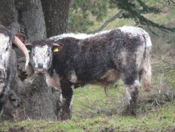 Image of Cow