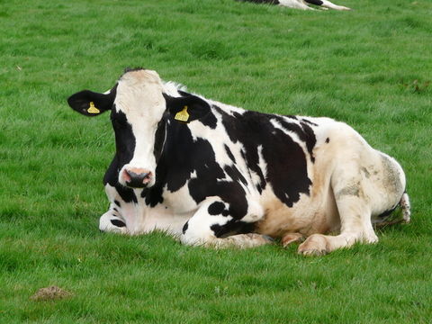 Image of Cow