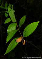 Imagem de Calycanthus occidentalis Hook. & Arn.