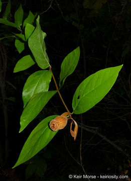 Imagem de Calycanthus occidentalis Hook. & Arn.