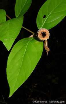 Image de Calycanthus occidentalis Hook. & Arn.