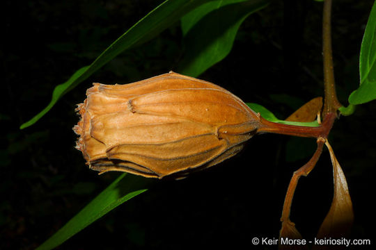 Image de Calycanthus occidentalis Hook. & Arn.