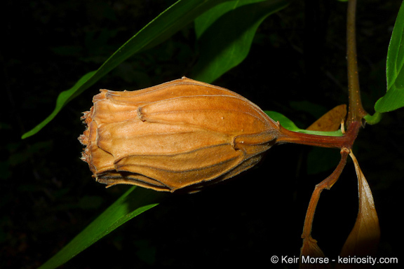 Image de Calycanthus occidentalis Hook. & Arn.