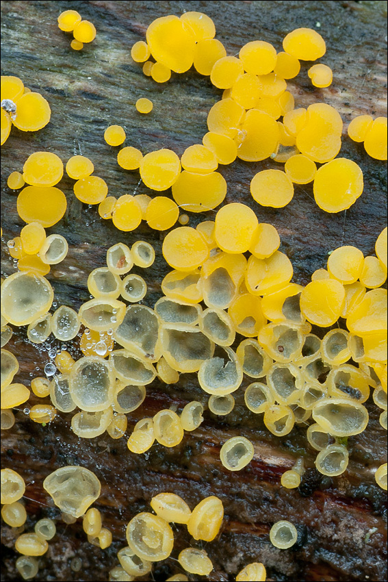 Image of Yellow fairy cup