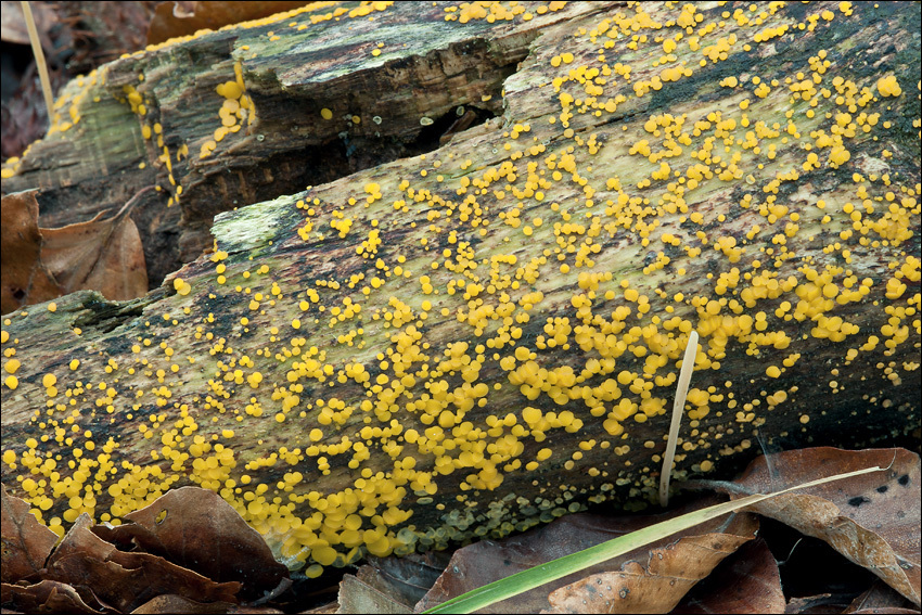 Image of Yellow fairy cup