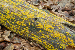 Image of Yellow fairy cup