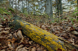 Image of Yellow fairy cup