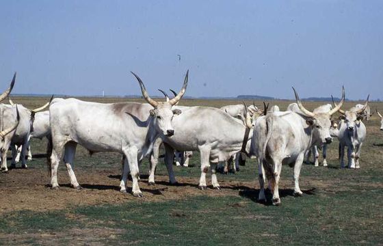 Image of Cow