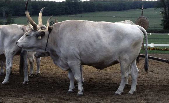 Image of Cow