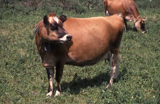 Image of Cow