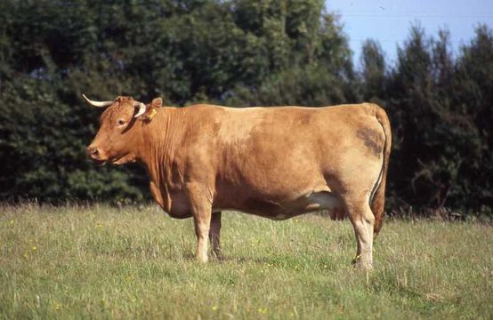 Image of Cow